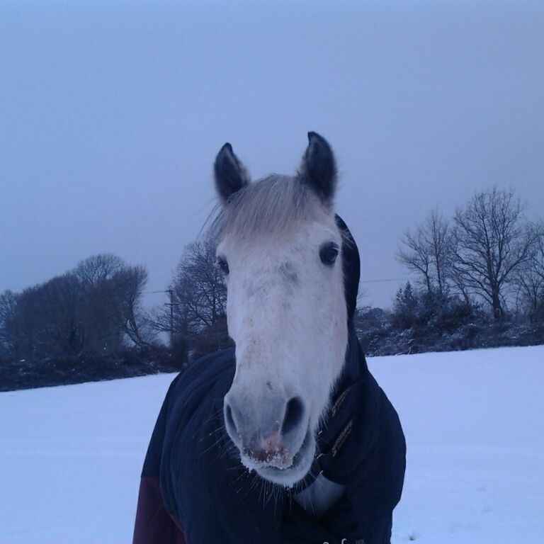 Clonea