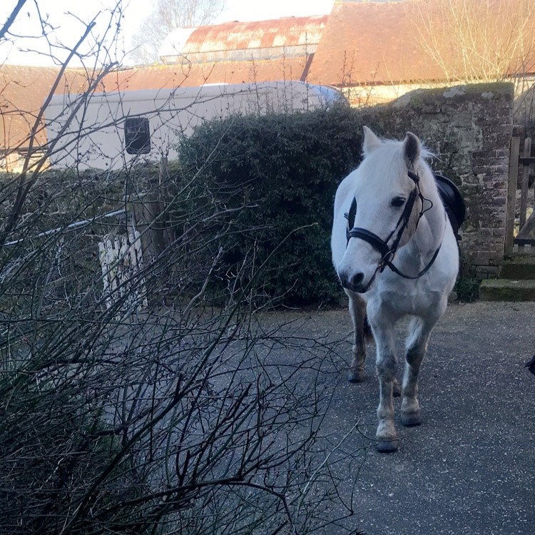 Clonea