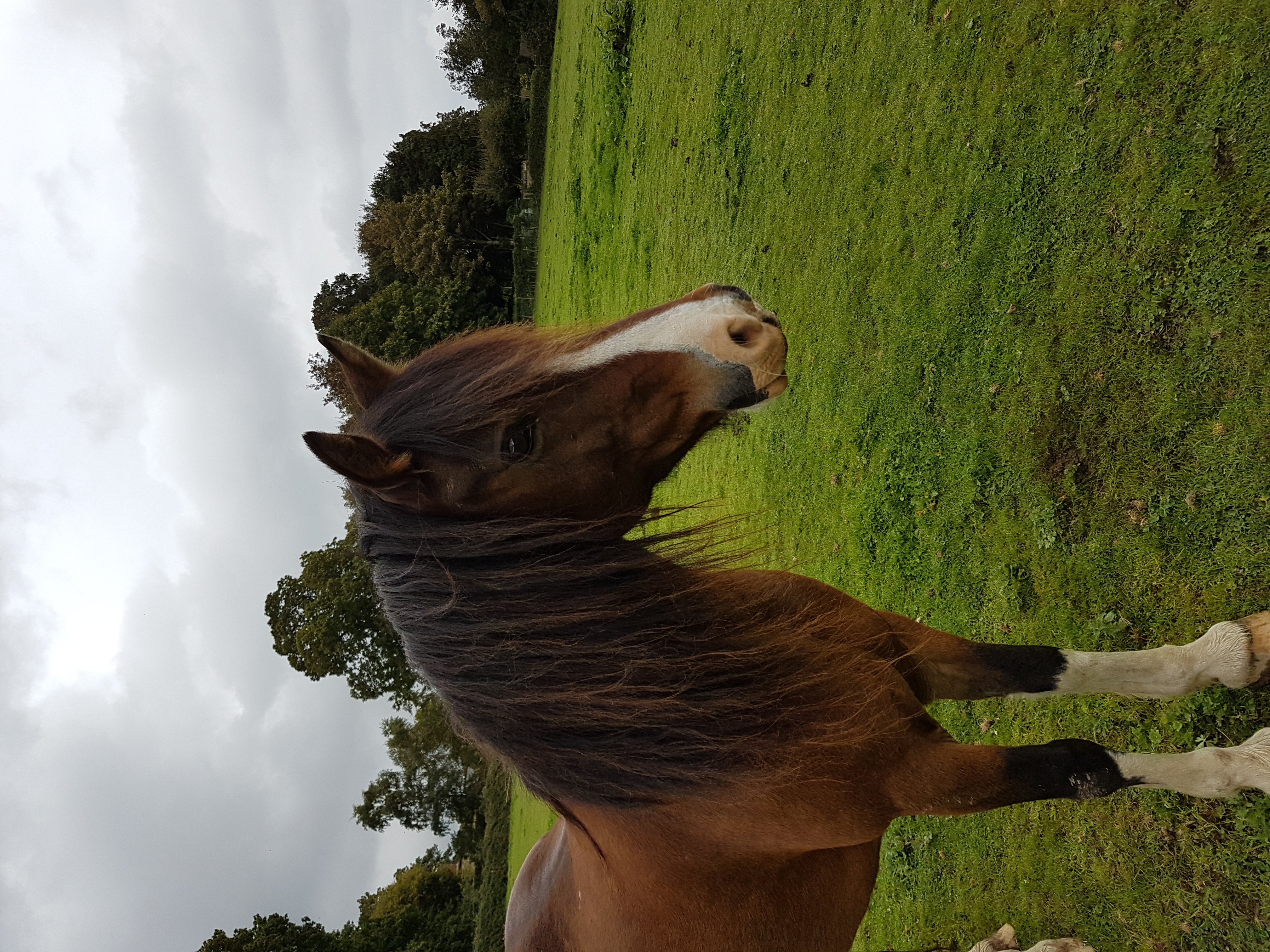 Tillington Stables pony
