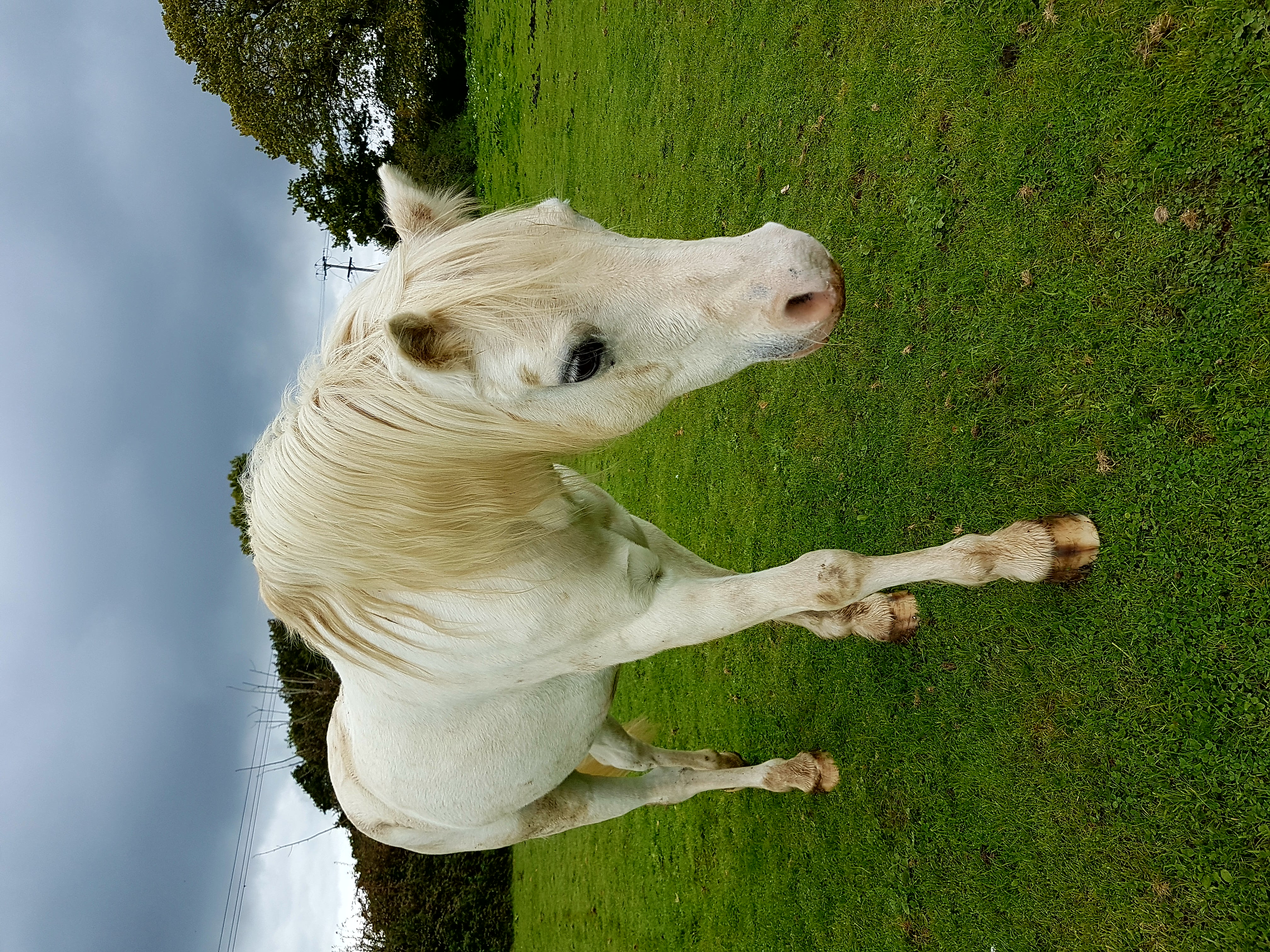 Tillington Stables pony