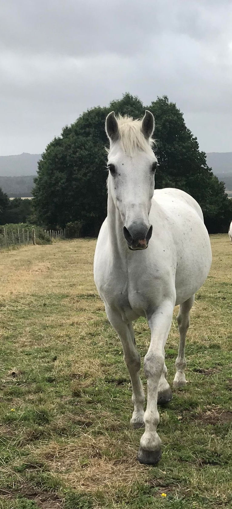 Tillington Stables pony