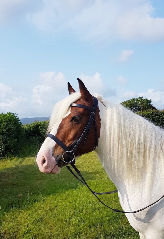 Tillington Stables pony