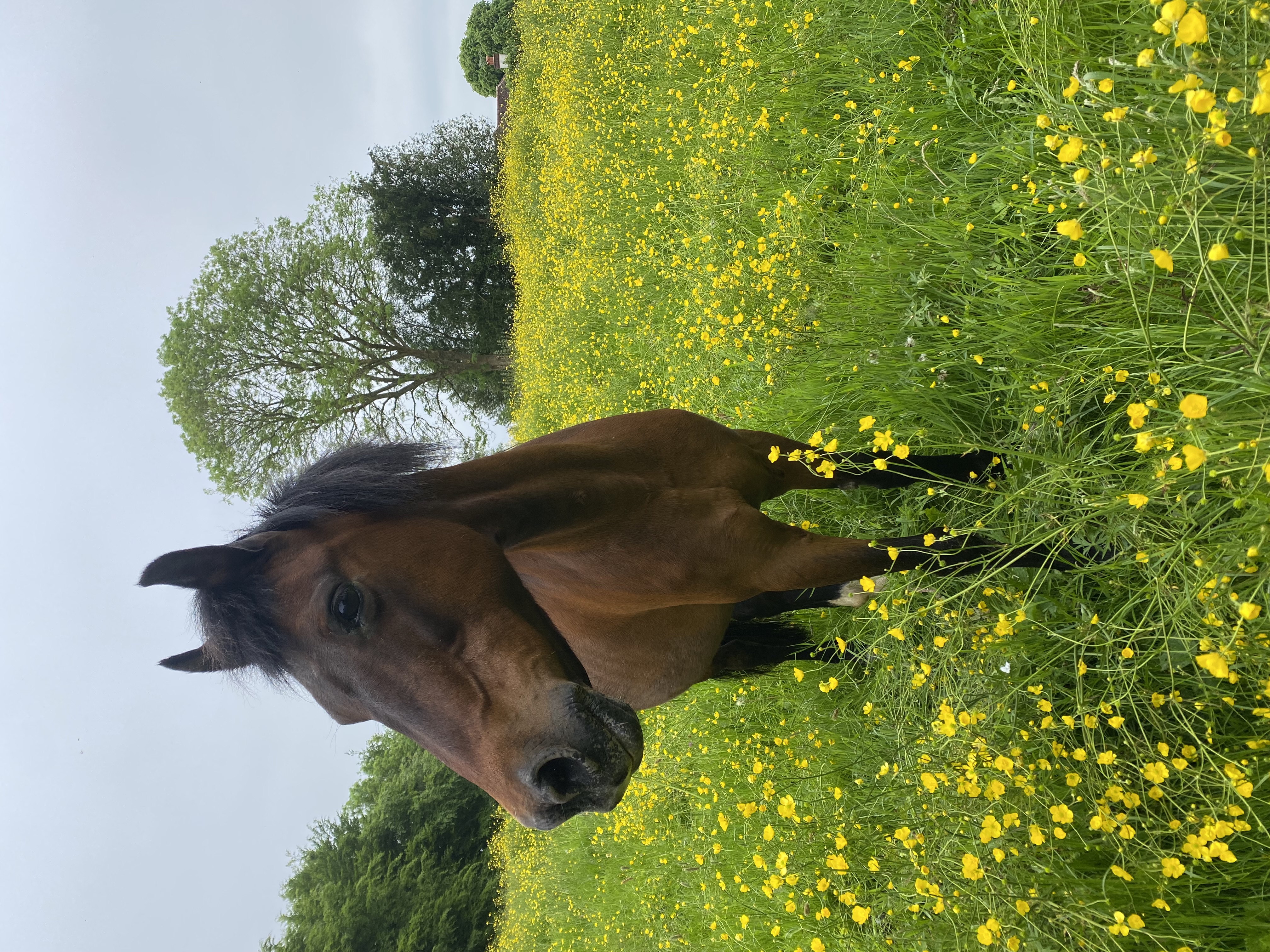 Tillington Stables pony