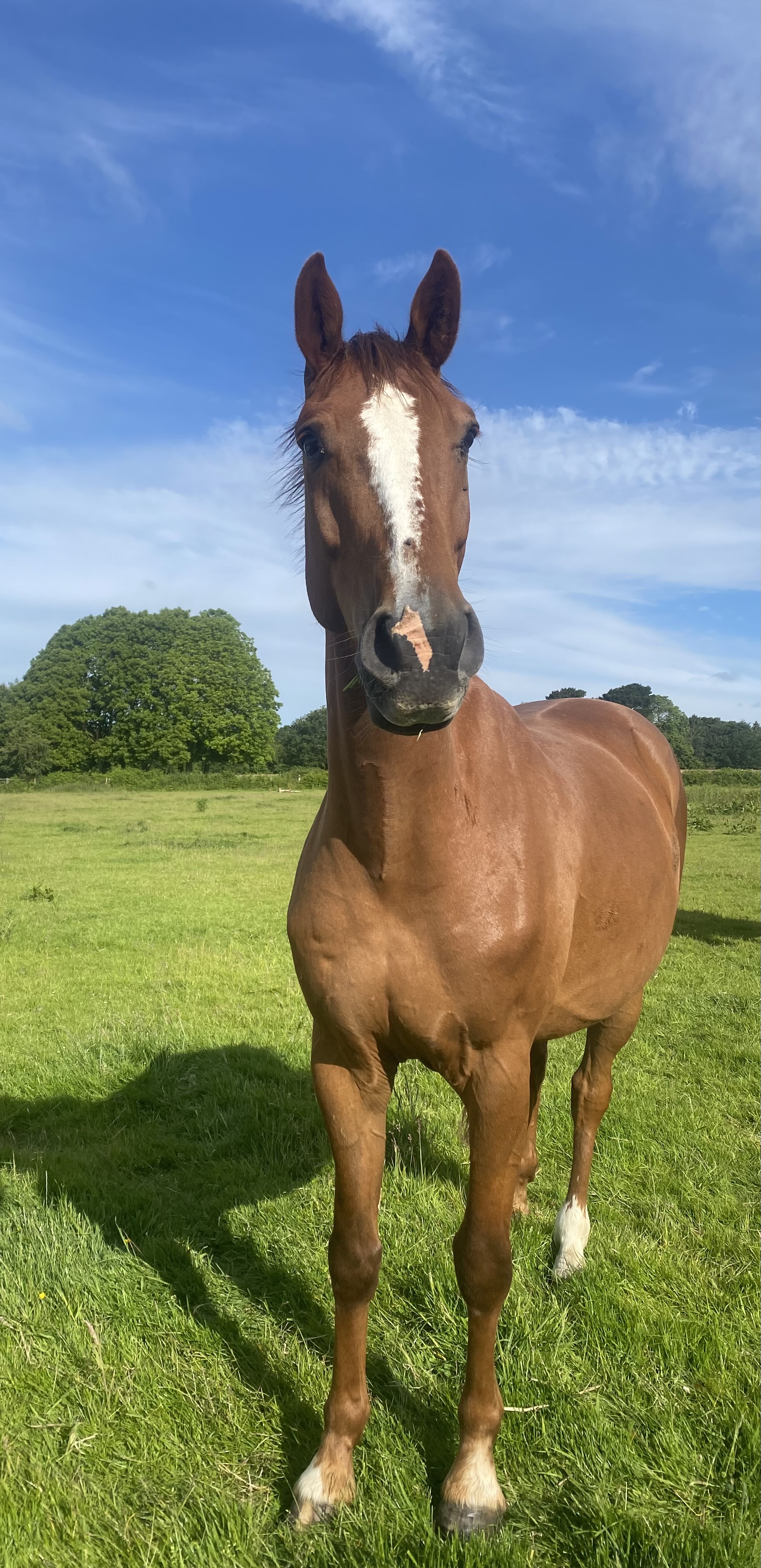 Tillington Stables pony