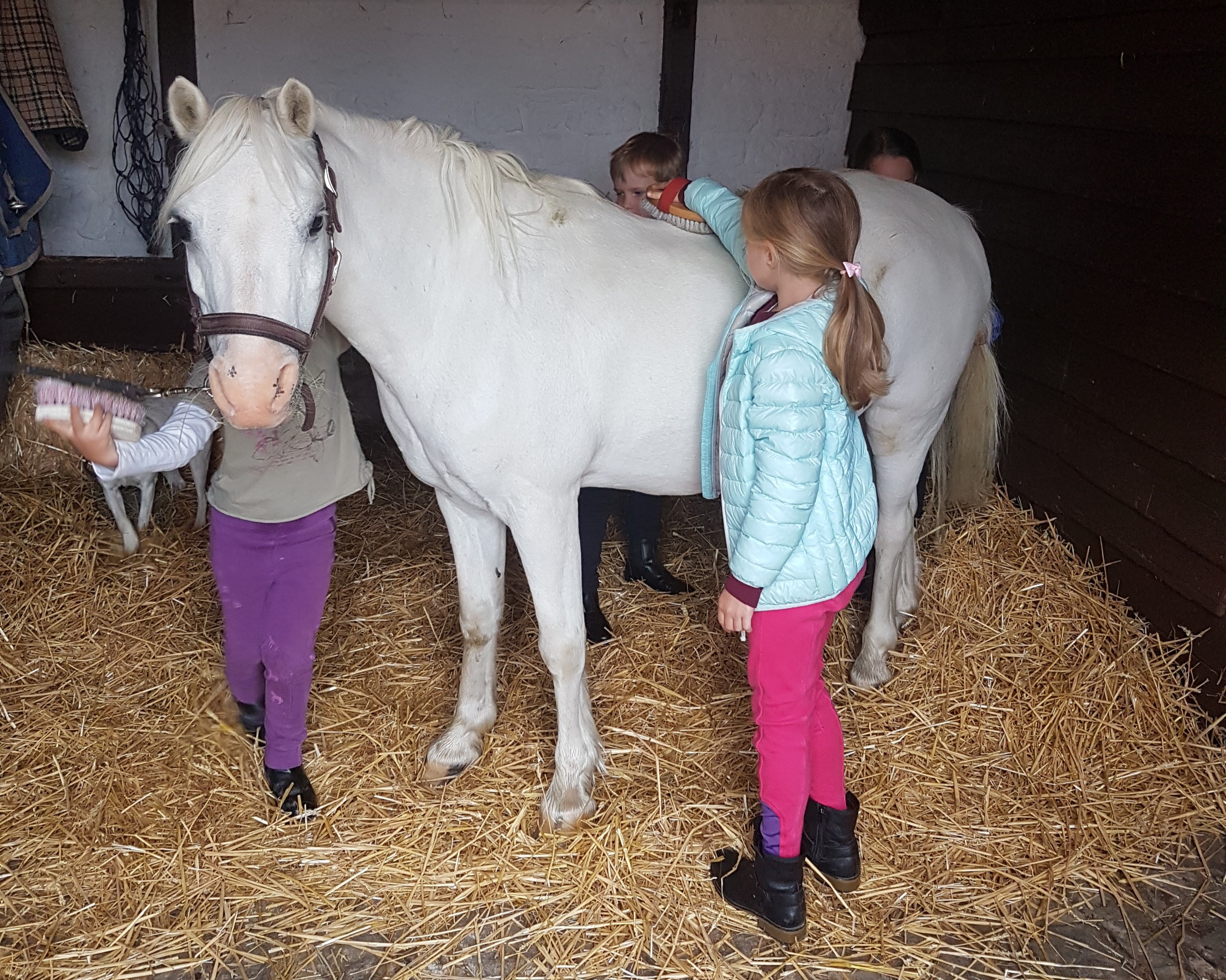 Pony morning