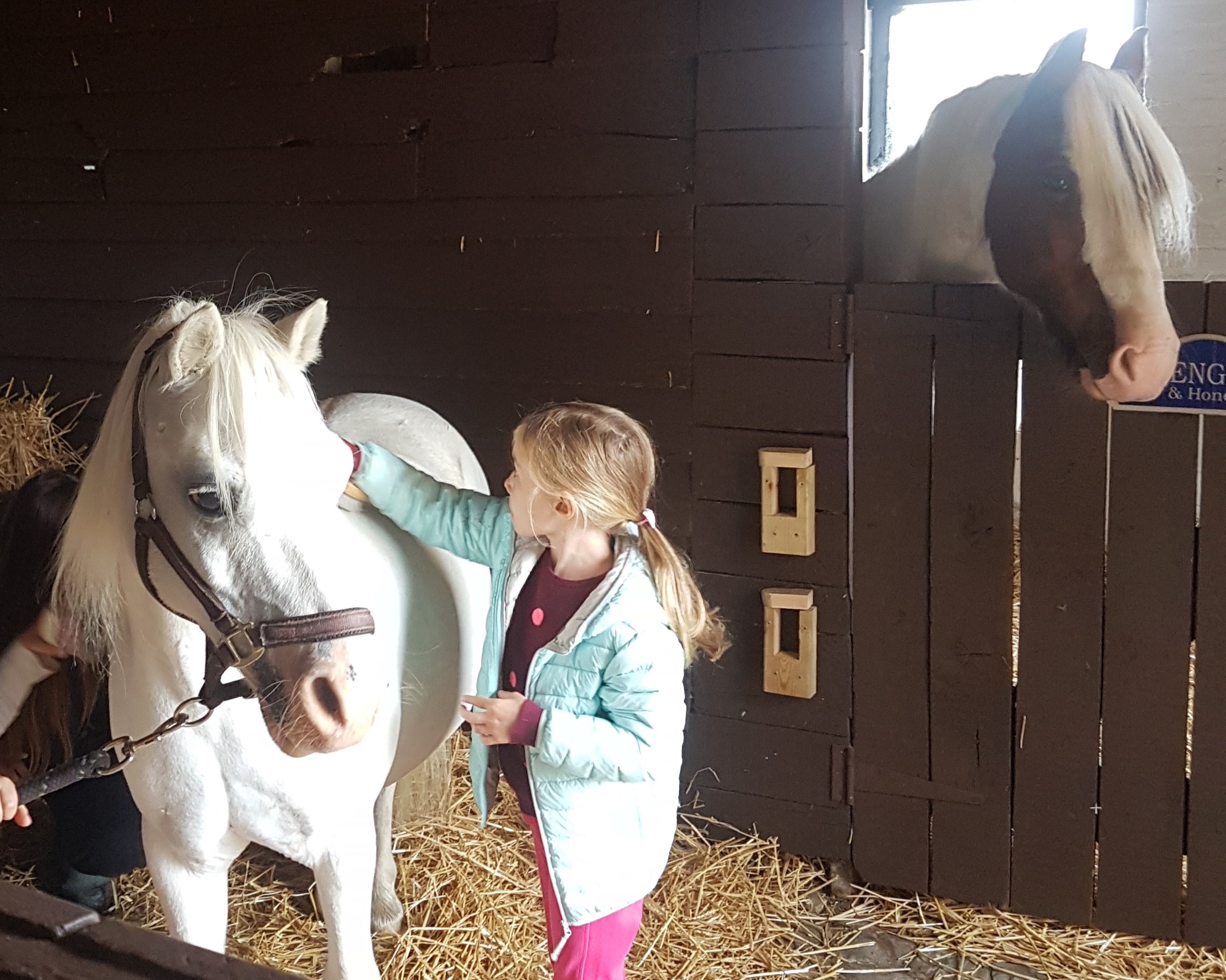 Pony morning