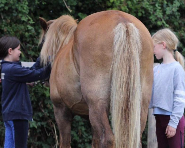 Pony morning