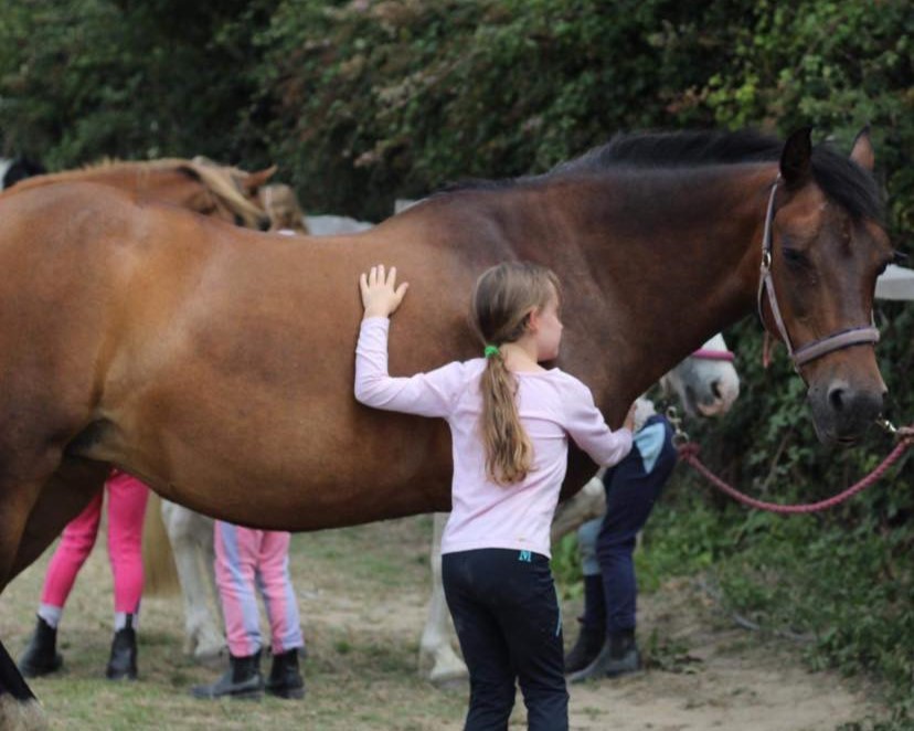 Pony morning