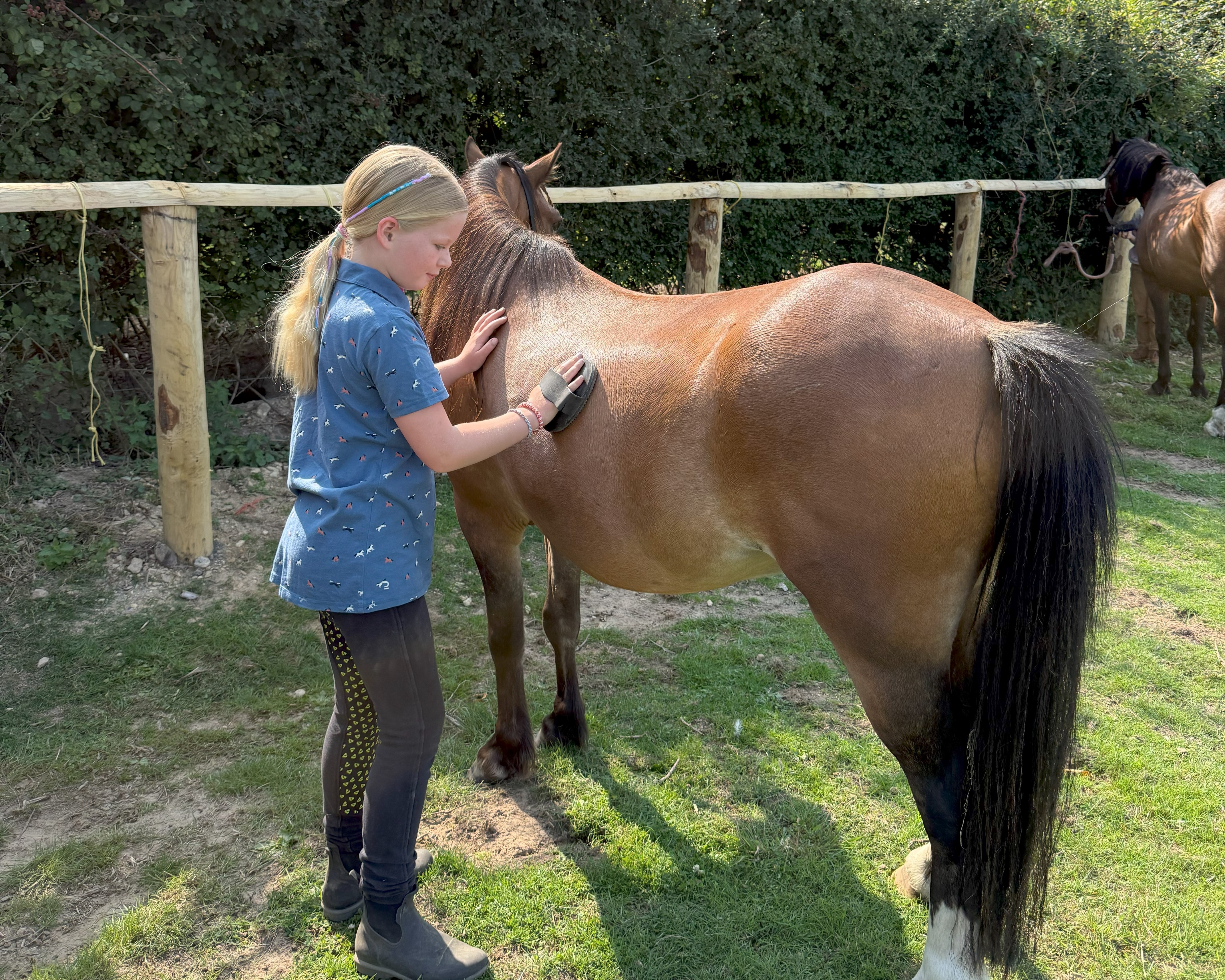Pony morning