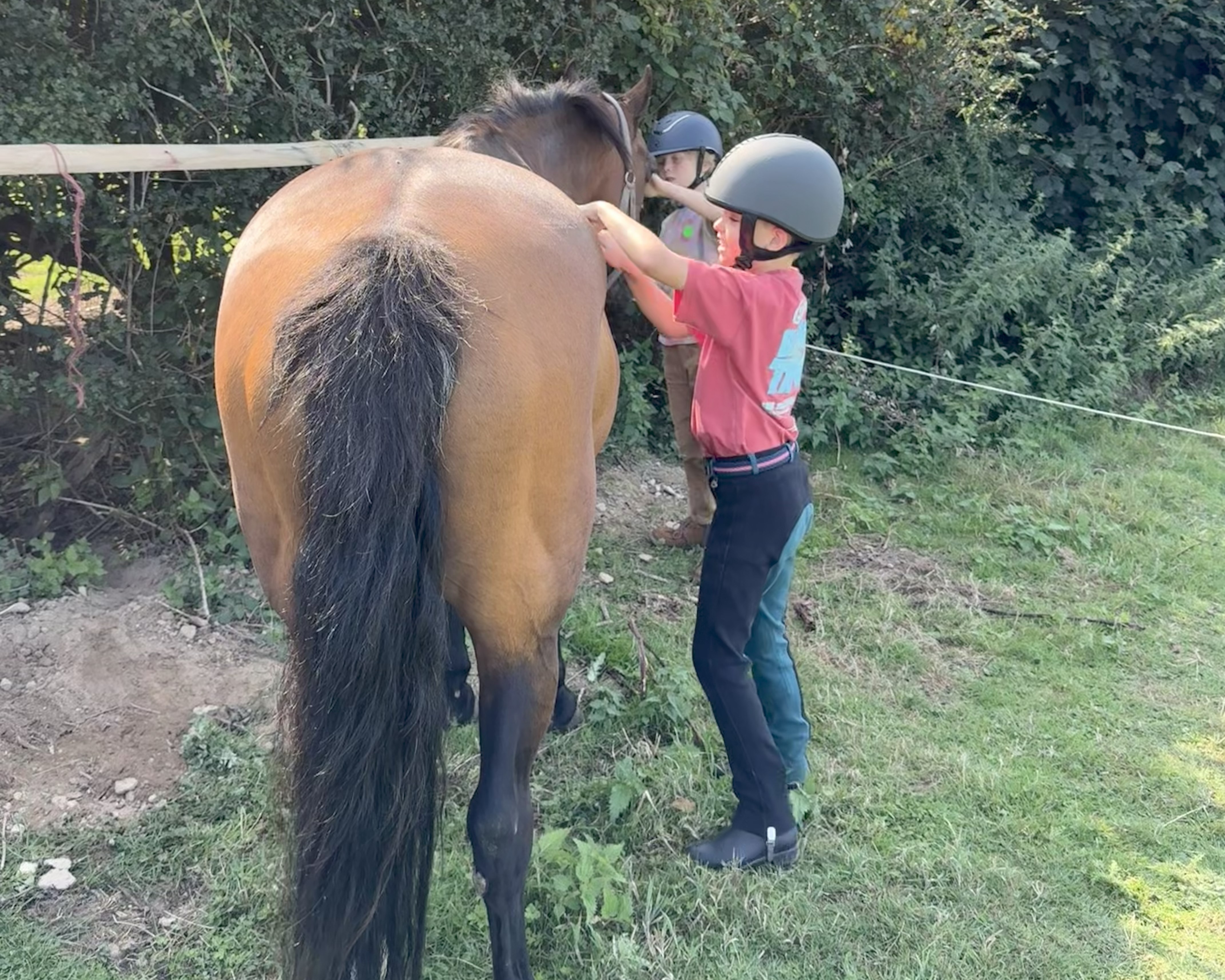 Pony morning